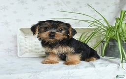 Yorkshire Terrier dogs for sale: Yorkshire Terrier 4 puppies - Image 11