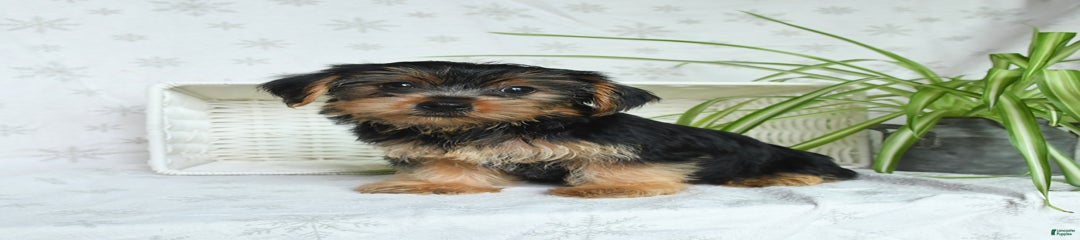 Rosie