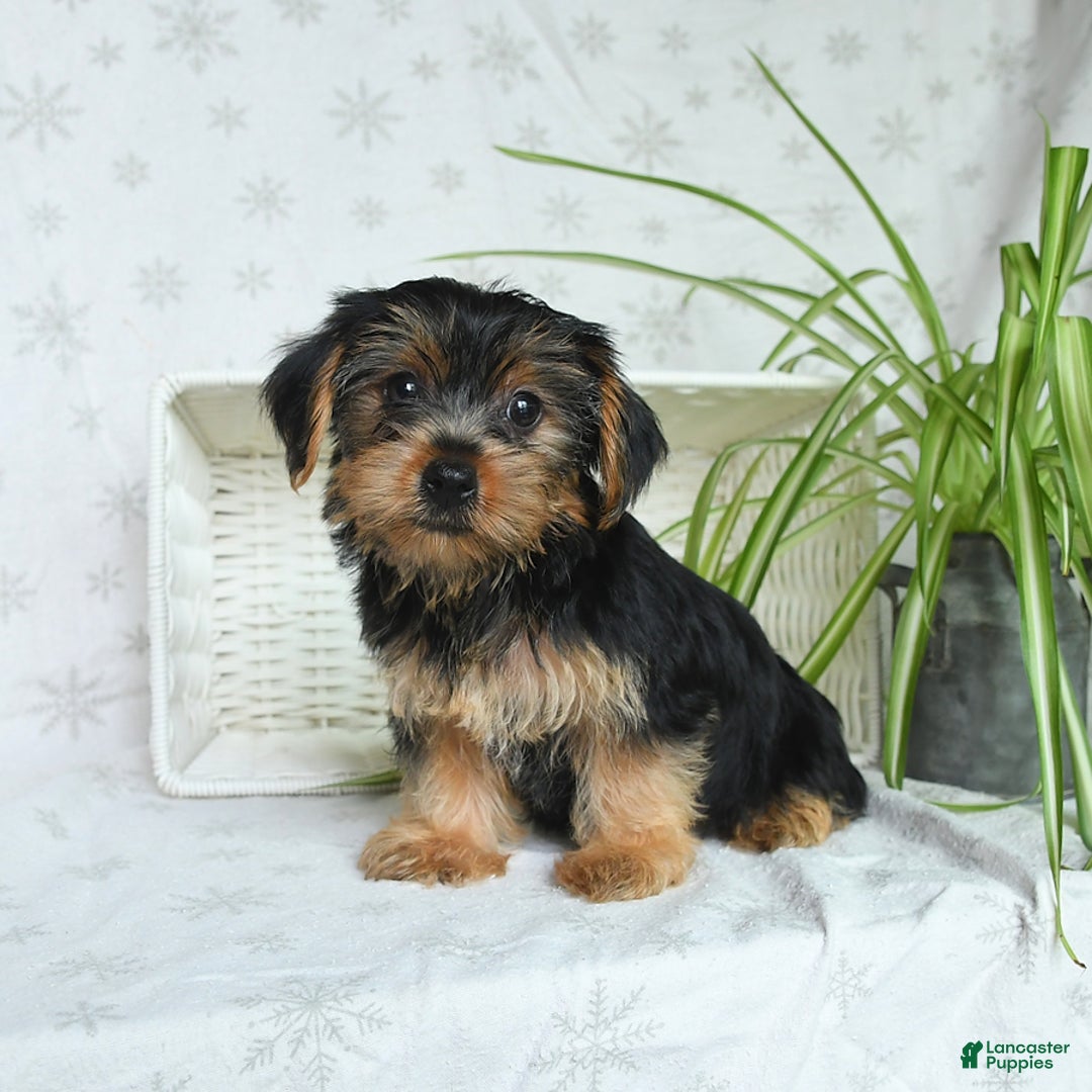 Yorkshire Terrier dogs for sale: Yorkshire Terrier 4 puppies - Image 11