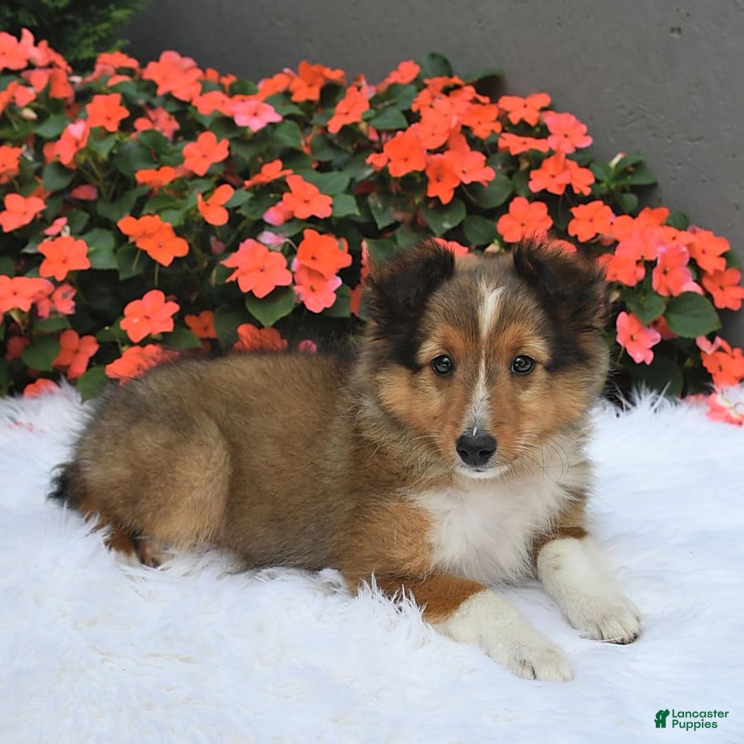 Shetland Sheepdog dogs for sale: Tommy - Image 3
