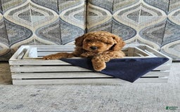 Mini Goldendoodle dogs for sale: Gunner - Image 2