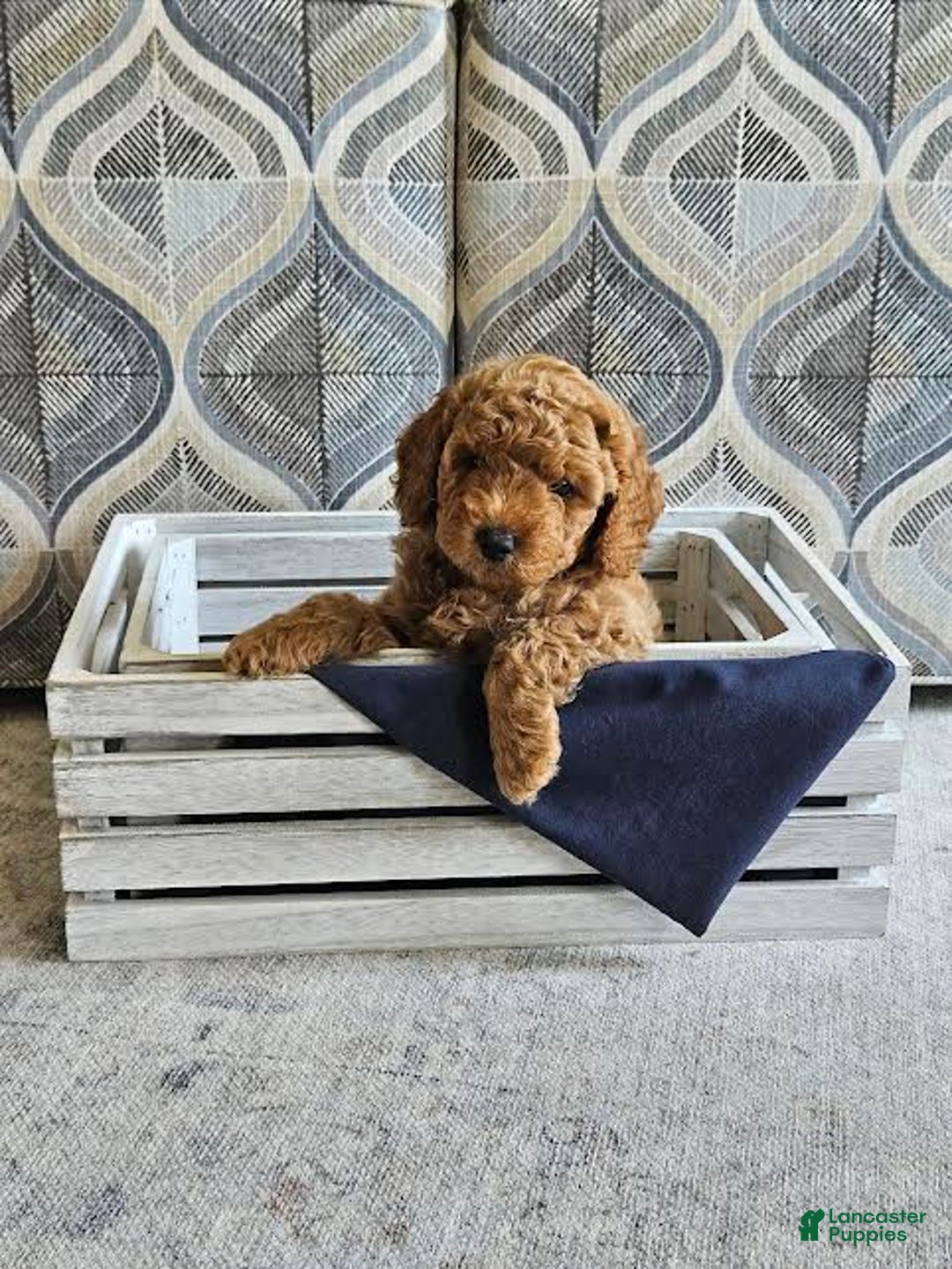 Mini Goldendoodle dogs for sale: Gunner - Image 2
