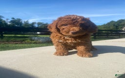 Mini Goldendoodle dogs for sale: Duchess - Image 9