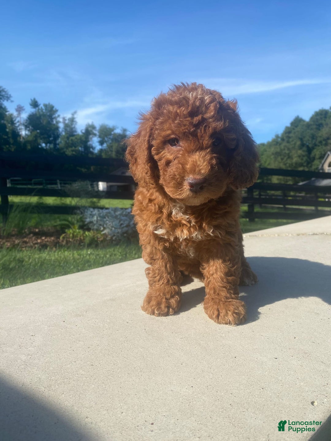 Mini Goldendoodle dogs for sale: Duchess - Image 9