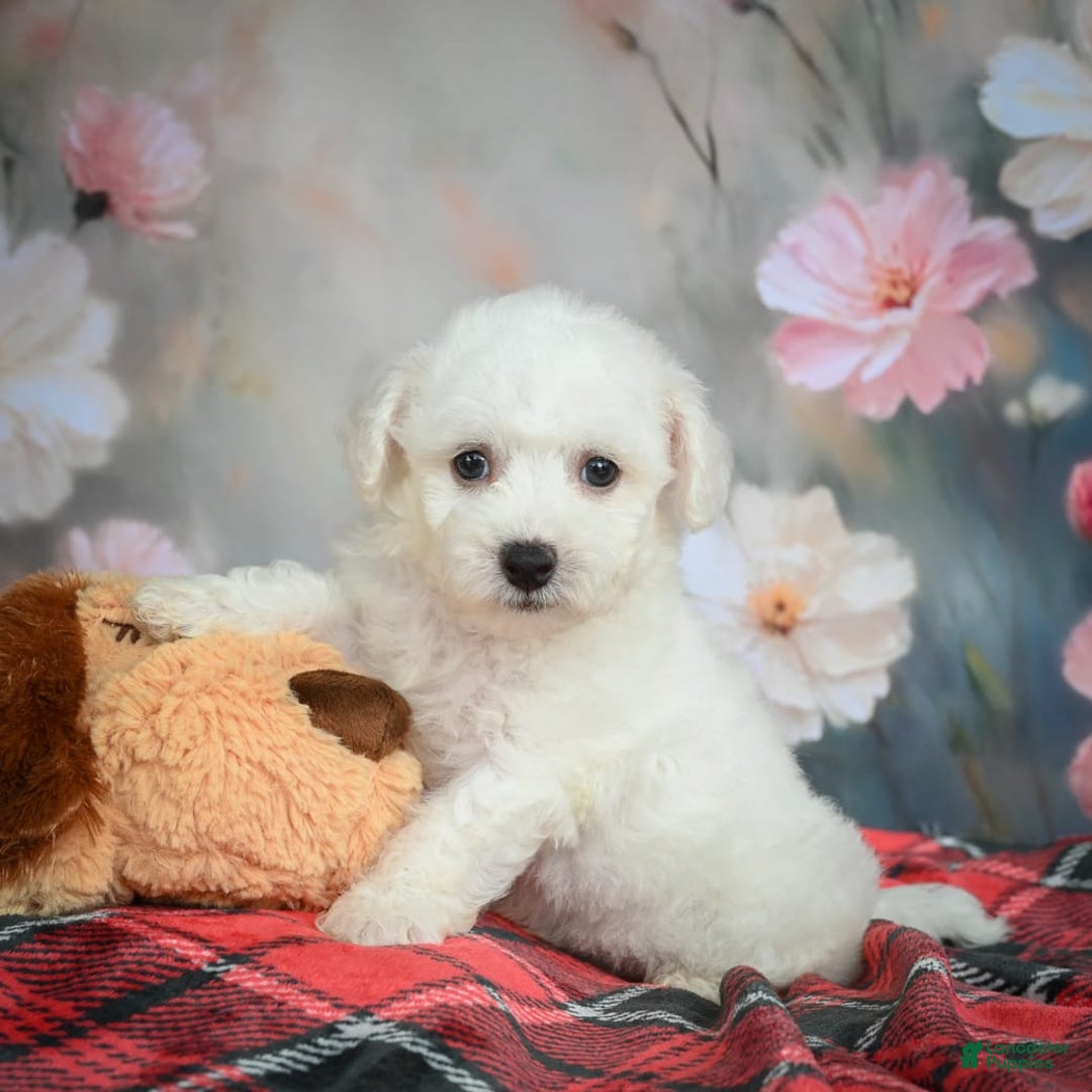 Bichon Frise dogs for sale: Jade - Image 1