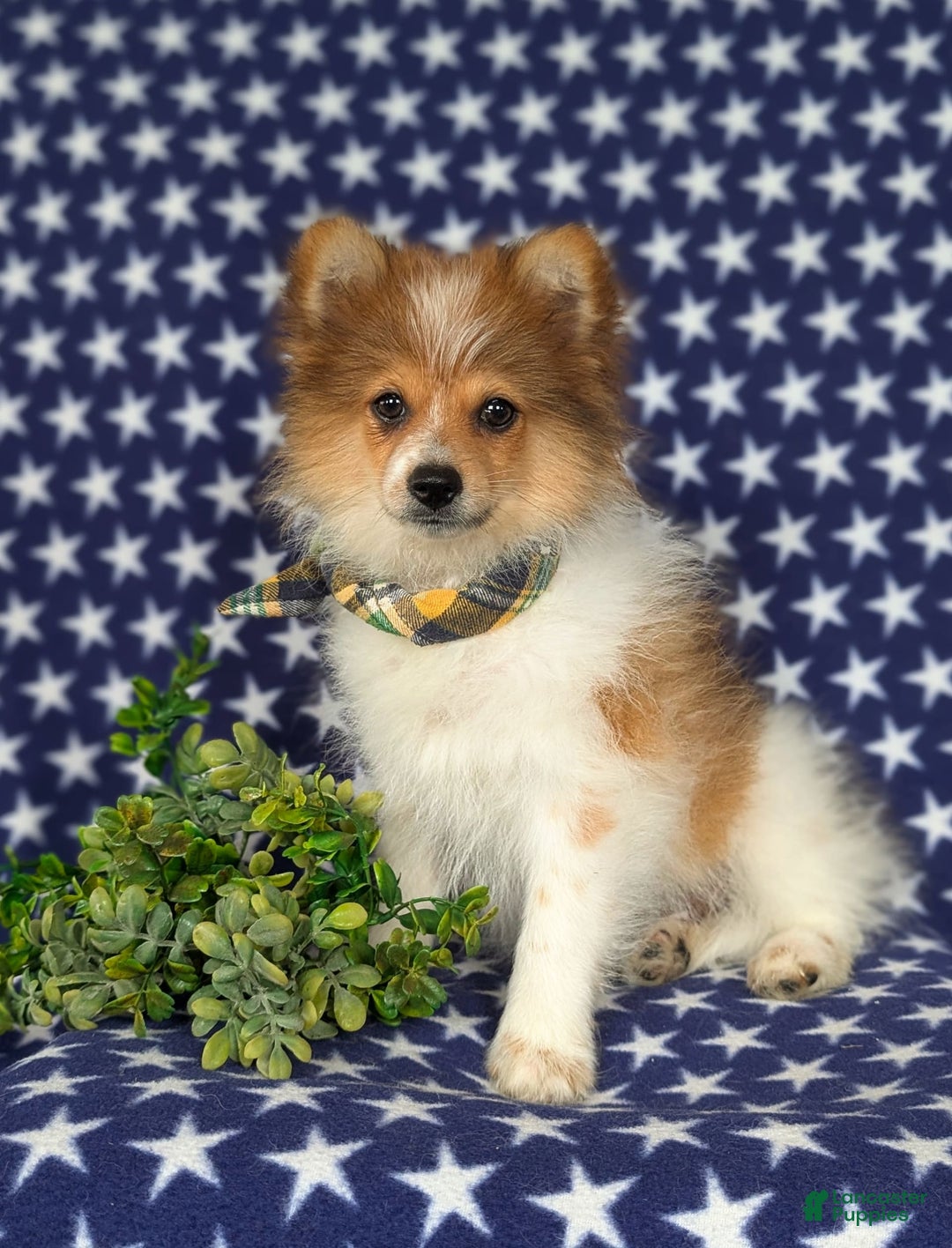 Pomeranian dogs for sale: Diesel Toy Size - Image 12