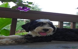 Bernedoodle dogs for sale: Classy - Image 3