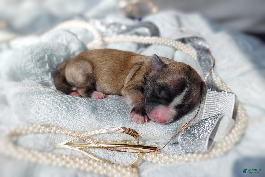 Morkie dogs for sale: Rare Sable Blaze - Image 9