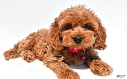 Cockapoo dogs for sale: Lilly - Image 6