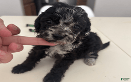 Aussiedoodle dogs for sale: Milly - Image 12