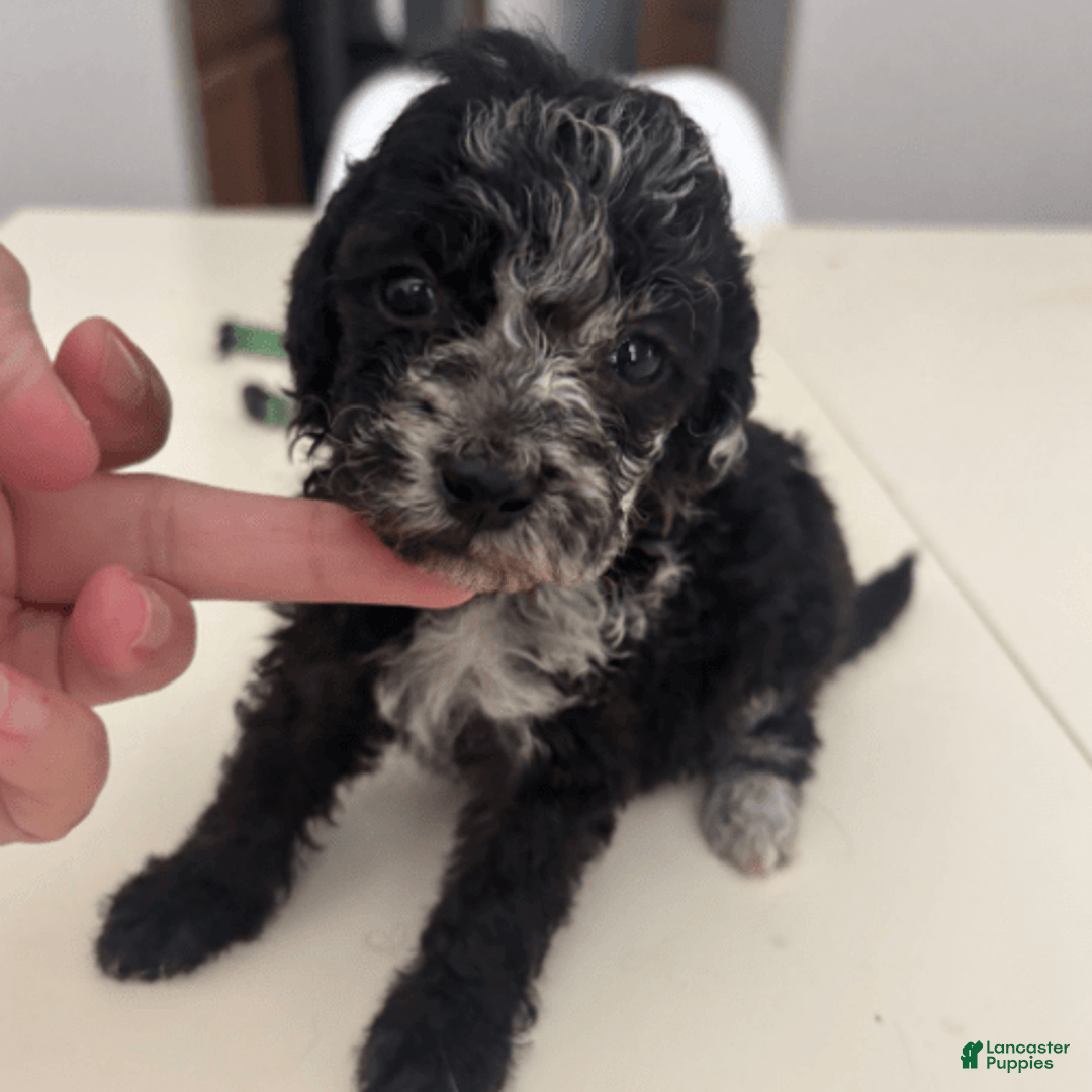 Aussiedoodle dogs for sale: Milly - Image 12