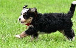 Mini Bernedoodle dogs for sale: Jay - Image 10