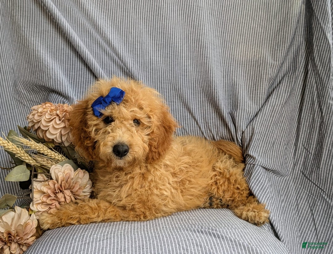 Cockapoo dogs for sale: Celeste Hypoallergenic - Image 10