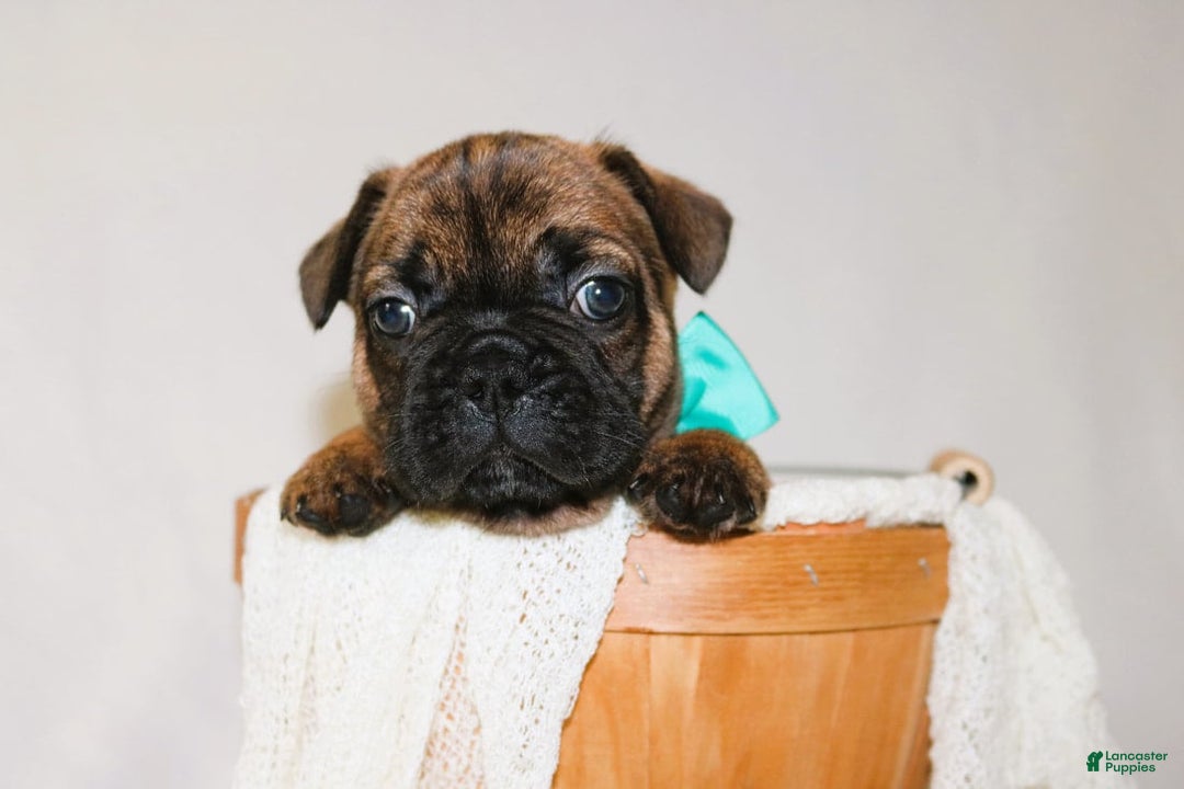 French Bulldog dogs for sale: Apollo Akc 🐾 - Image 3