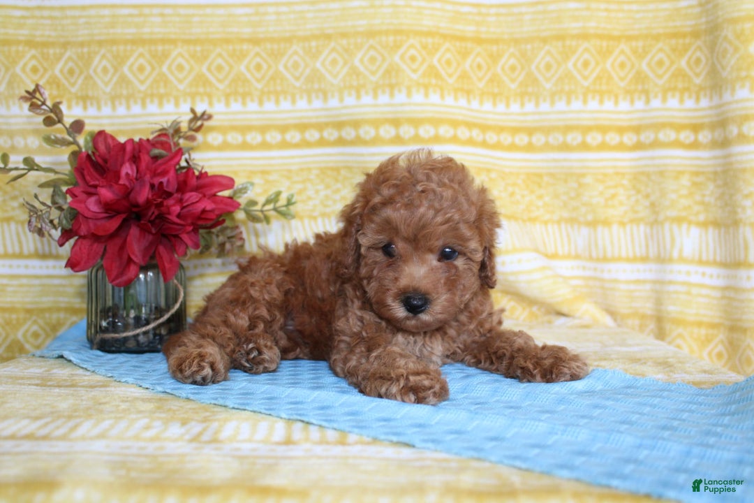 Mini Goldendoodle dogs for sale: Lewis - Image 22