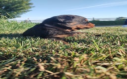 Rottweiler dogs for sale: Brown - Image 6