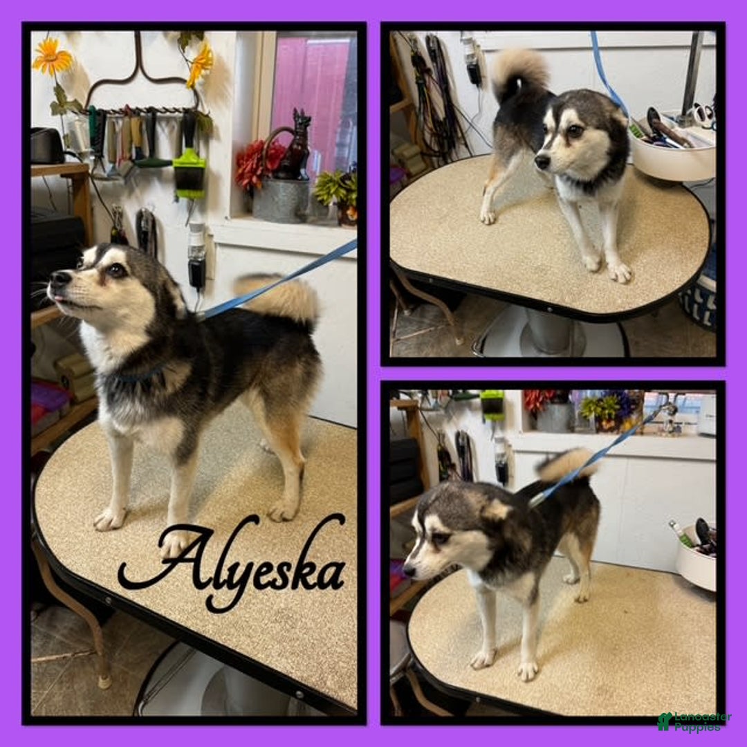 Alaskan Klee Kai dogs for sale: Archer - Image 3