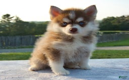 Pomsky dogs for sale: Maxy - Image 4