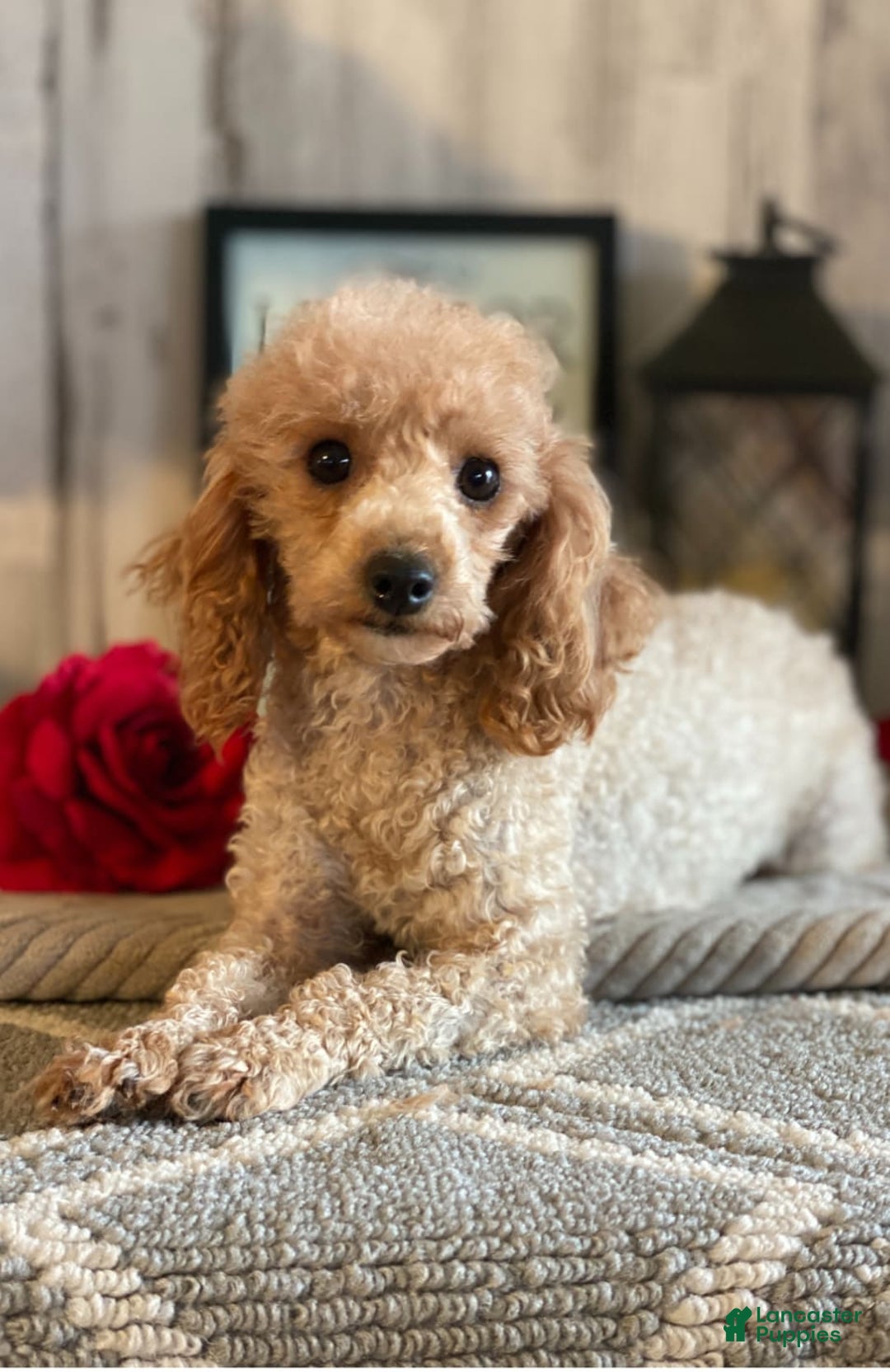 Toy Poodle dogs for sale: Israel - Image 5