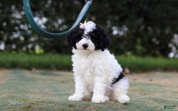 Mini Bernedoodle dogs for sale: Mini Bernedoodle 6 puppies - Image 30