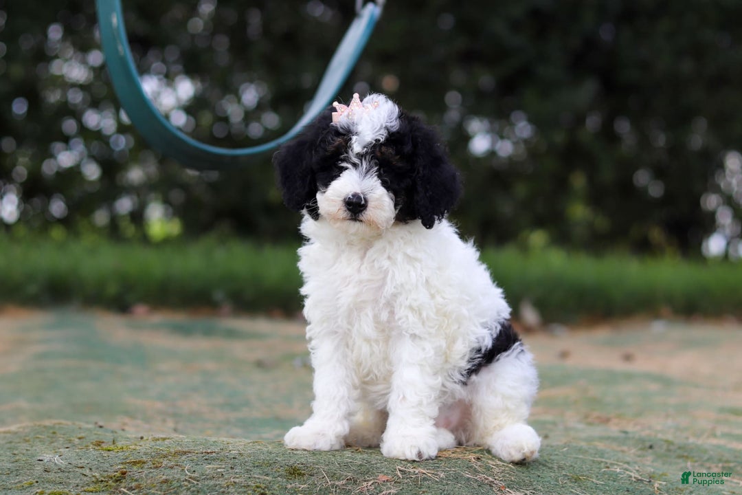Mini Bernedoodle dogs for sale: Mini Bernedoodle 6 puppies - Image 30