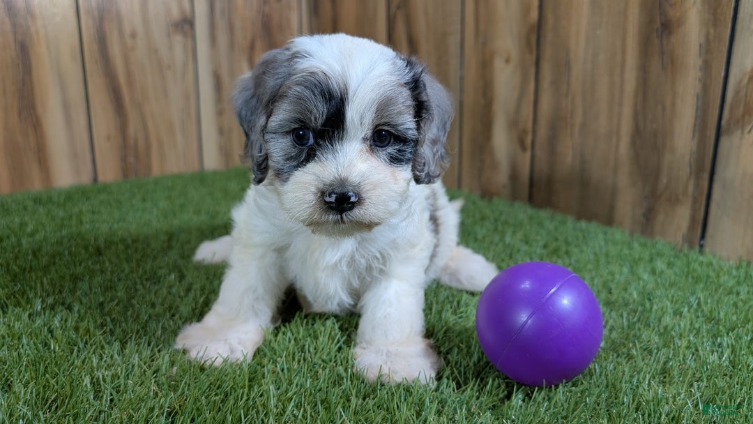Cavapoo dogs for sale: Bertha Girl 1 - Image 1