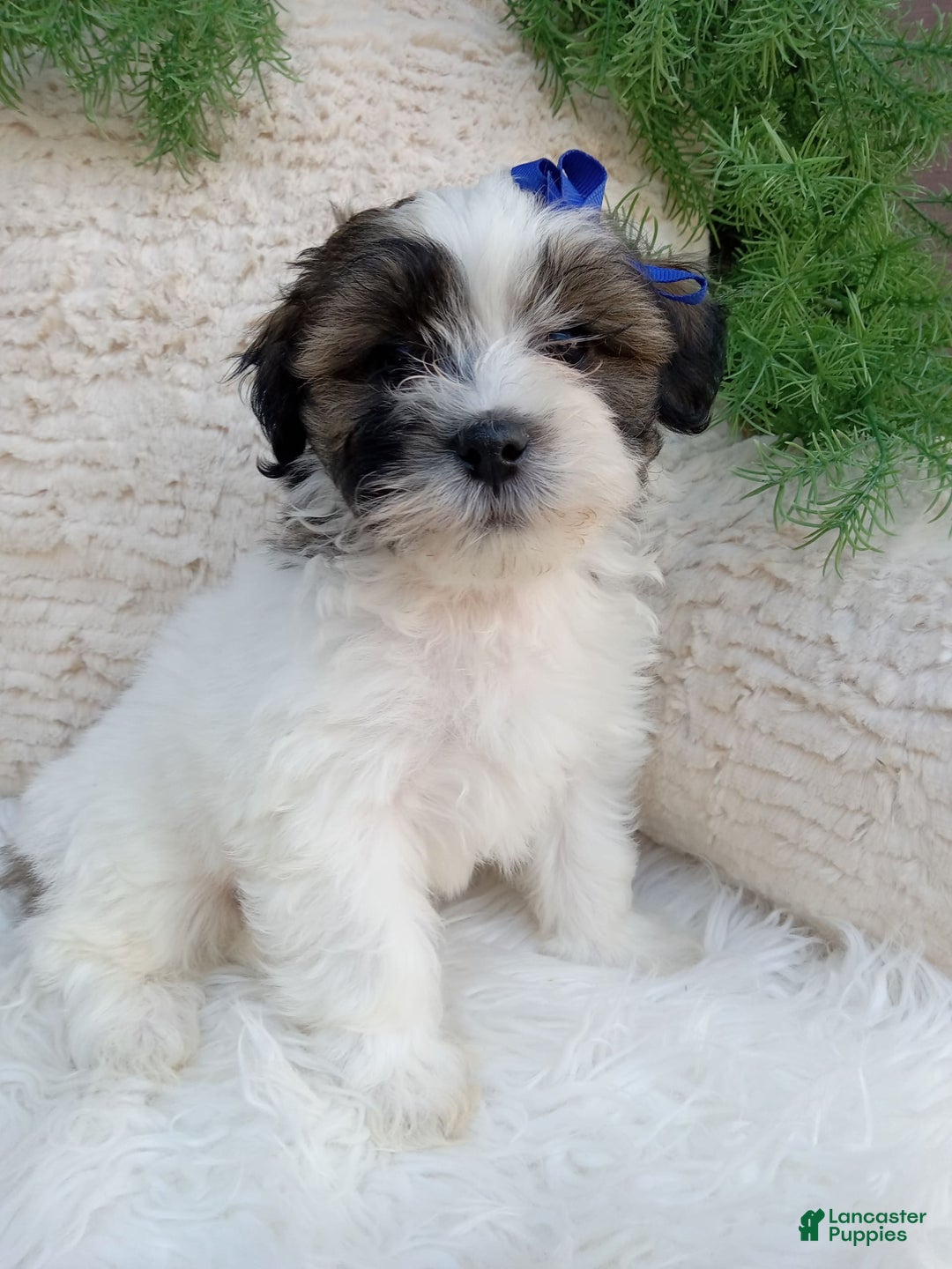 Teddy Bear dogs for sale: Milo - Image 1