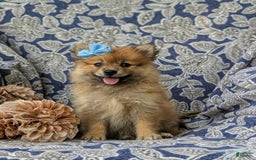 Pomeranian dogs for sale: Kelsea Genetic Testing 9 lbs full grown - Image 3