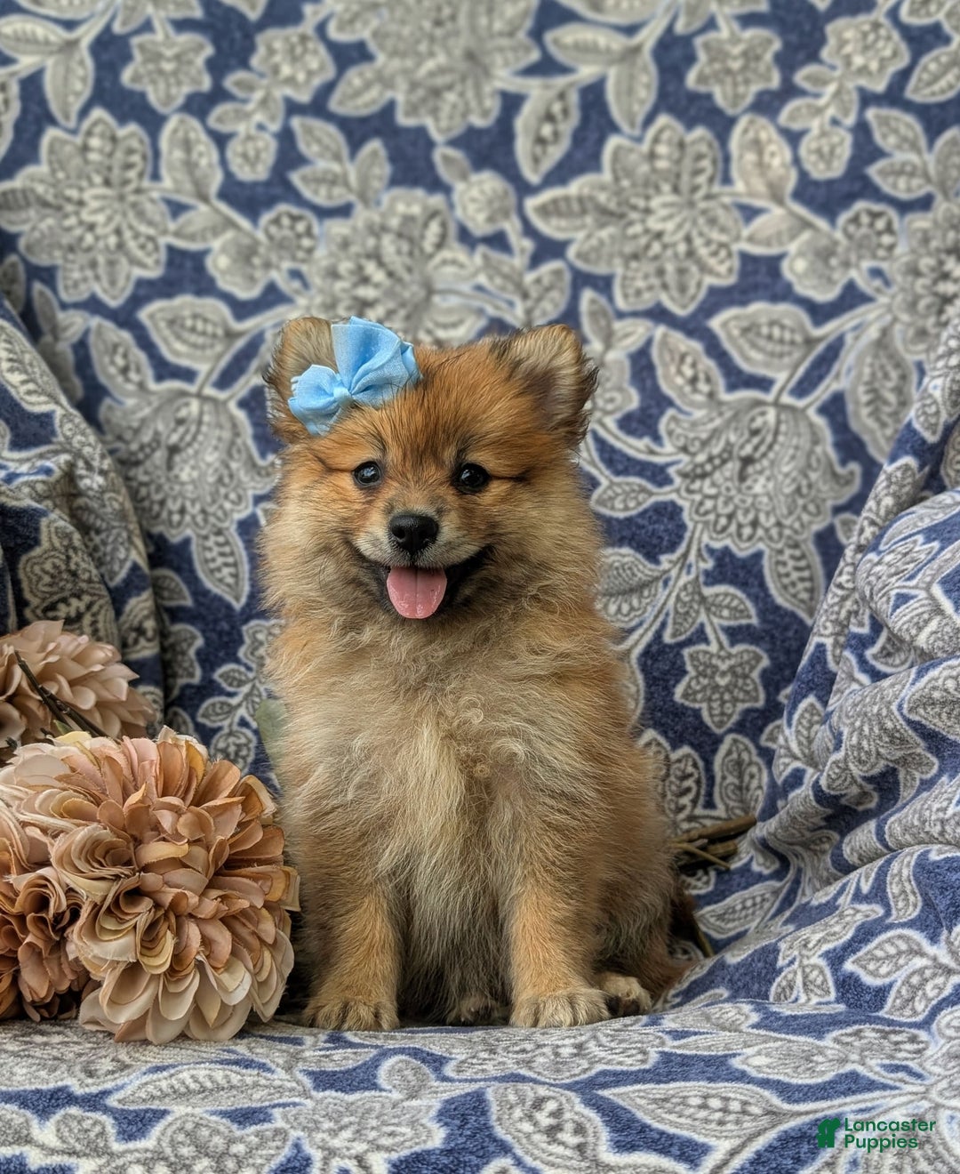 Pomeranian dogs for sale: Kelsea Genetic Testing 9 lbs full grown - Image 3