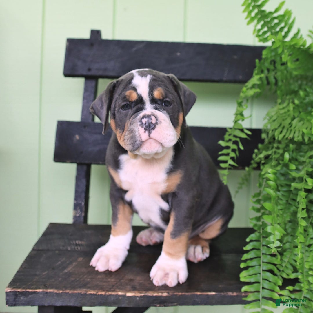 Olde English Bulldogge dogs for sale: Candy - Image 3