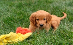 Goldendoodle dogs for sale: Rocky - Image 21