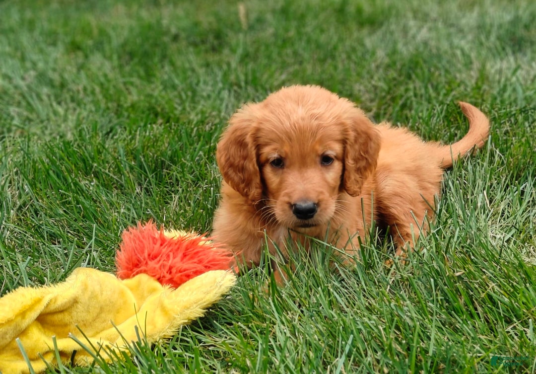 Goldendoodle dogs for sale: Rocky - Image 21