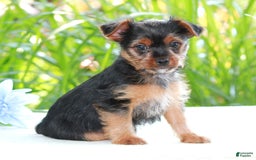 Yorkshire Terrier dogs for sale: Sparky - Image 1