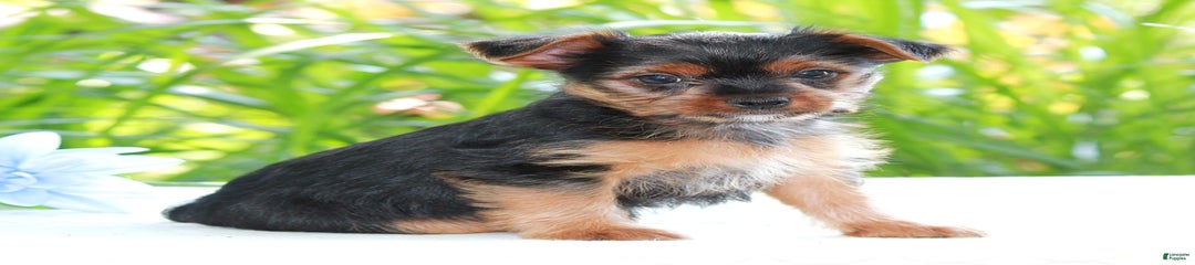 Sparky