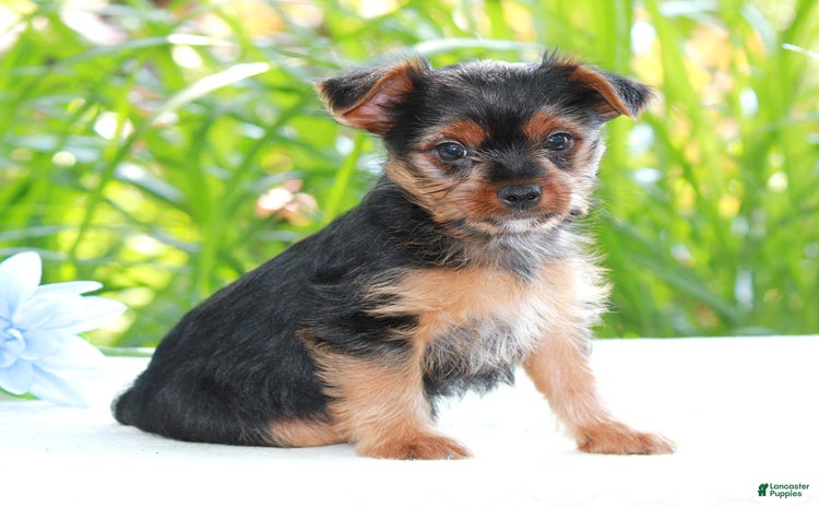 Yorkshire Terrier dogs for sale - Ad 4