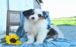 Australian Shepherd dogs for sale: Australian Shepherd 9 puppies - Image 7