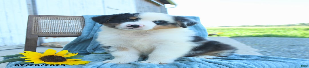 Bandit