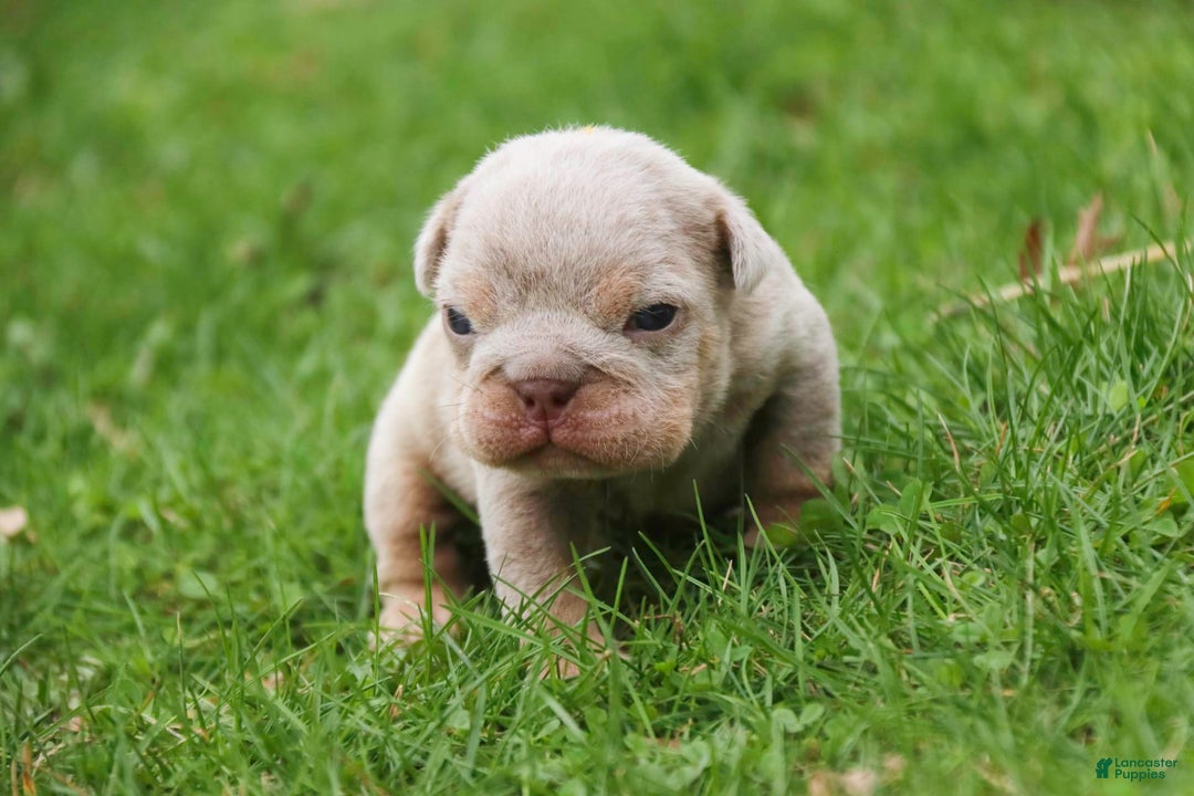 English Bulldog dogs for sale: Turbo - Image 22