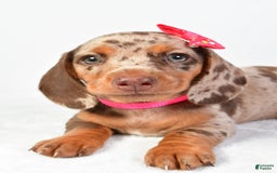 Miniature Dachshund dogs for sale: Sophia - Image 4