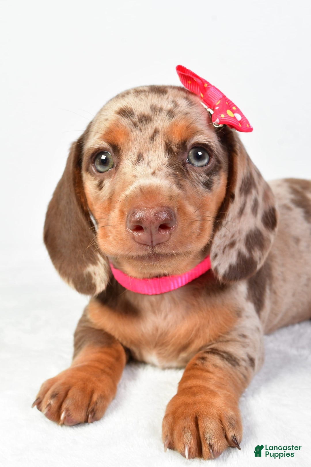 Miniature Dachshund dogs for sale: Sophia - Image 4