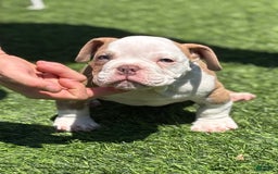 American Bully dogs for sale: Big Boy - Image 5