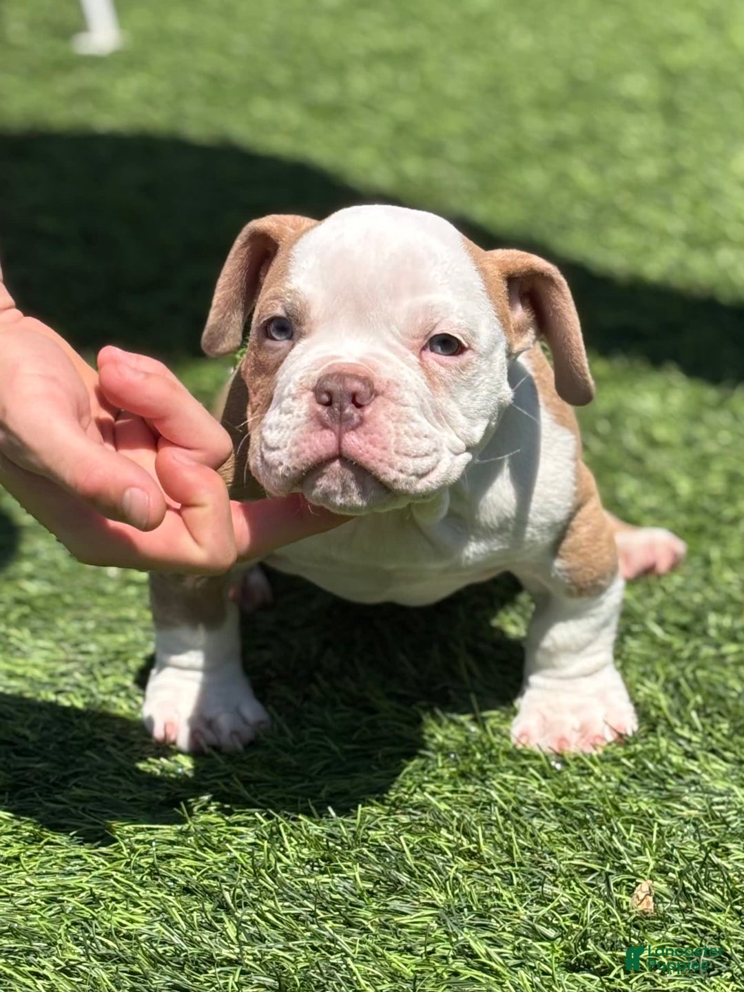 American Bully dogs for sale: Big Boy - Image 5