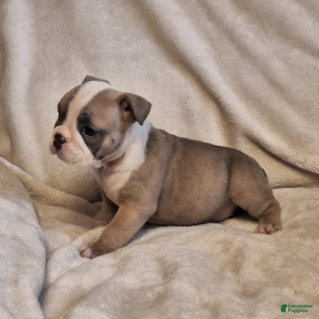 Olde English Bulldogge dogs for sale: Prissy - Image 2