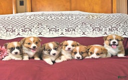 Welsh Corgi Pembroke dogs for sale: Hope - Image 2