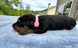 Rottweiler dogs for sale: Pink Collar - Image 1