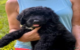 Goldendoodle dogs for sale: Brooklyn - Image 1