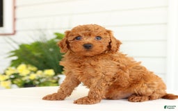 Miniature Poodle dogs for sale: Norman - Image 2