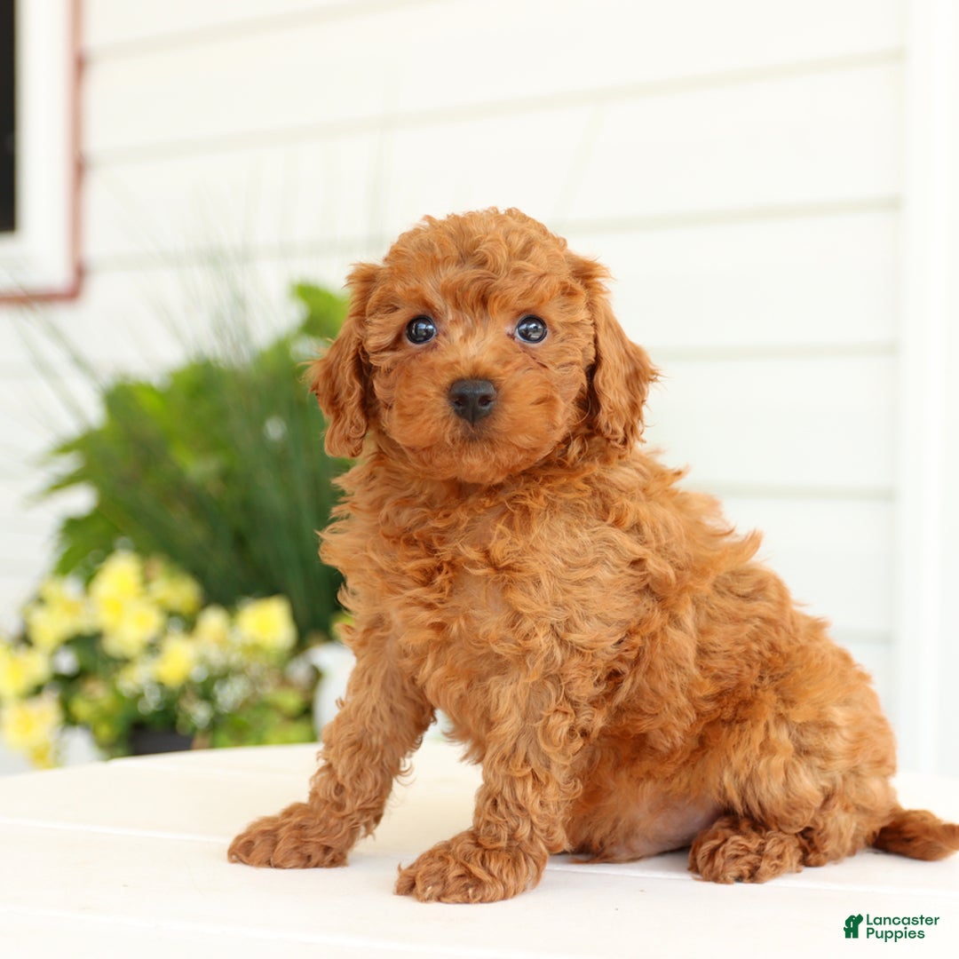 Miniature Poodle dogs for sale: Norman - Image 2