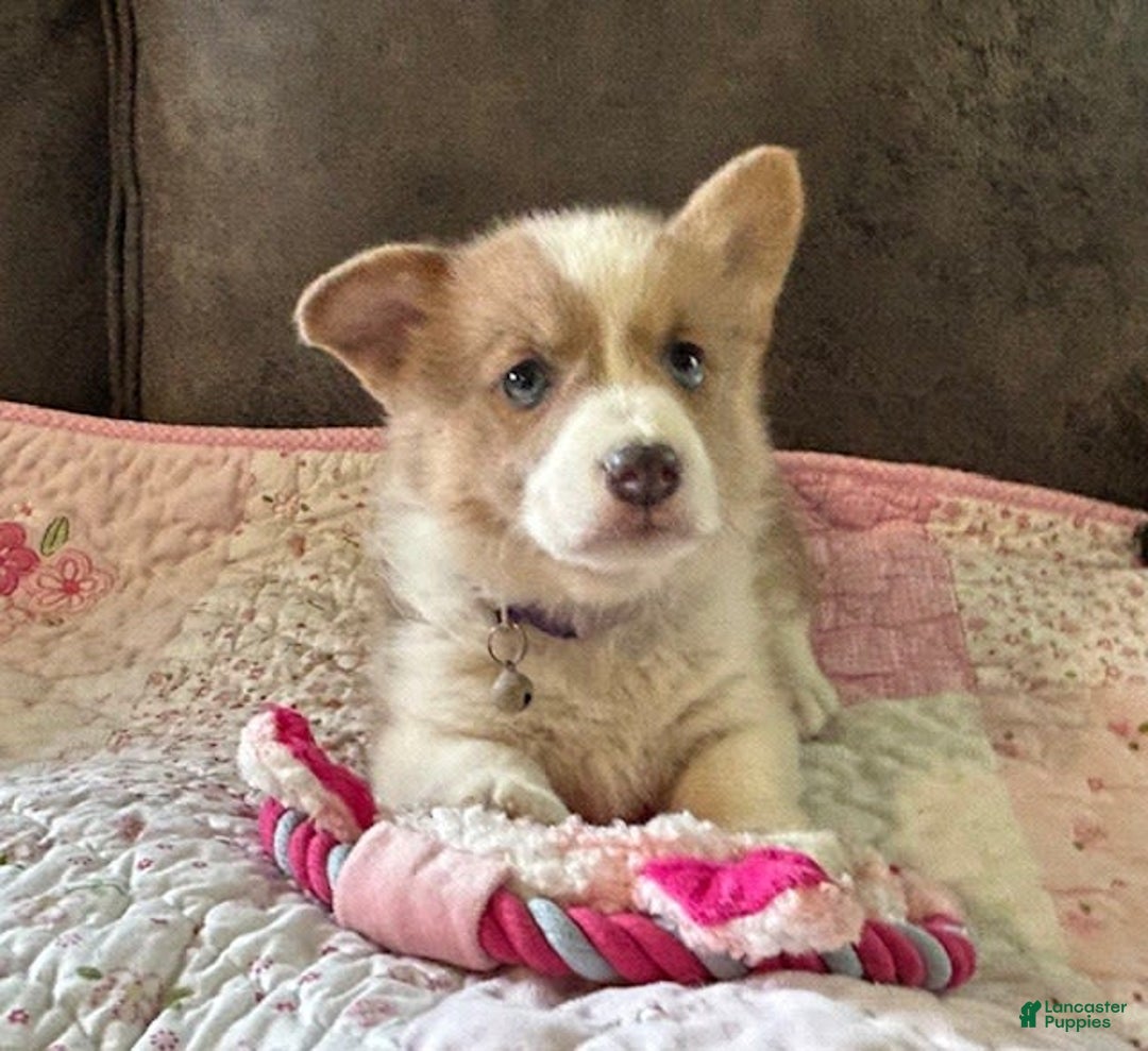 Welsh Corgi Pembroke dogs for sale: Purple Collar Girl - Image 3