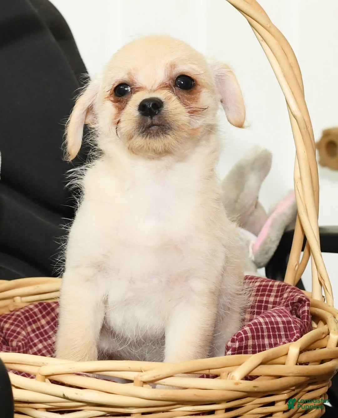Chihuahua dogs for sale: Chip - Image 2